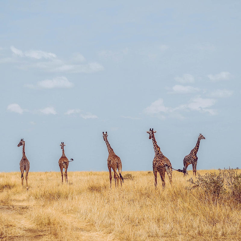 Giraffen in der Steppe
